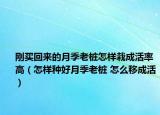 剛買回來的月季老樁怎樣栽成活率高（怎樣種好月季老樁 怎么移成活）