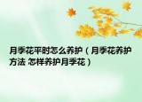 月季花平時怎么養(yǎng)護（月季花養(yǎng)護方法 怎樣養(yǎng)護月季花）