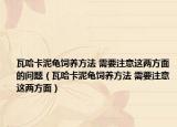 瓦哈卡泥龜飼養(yǎng)方法 需要注意這兩方面的問(wèn)題（瓦哈卡泥龜飼養(yǎng)方法 需要注意這兩方面）