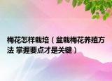梅花怎樣栽培（盆栽梅花養(yǎng)殖方法 掌握要點才是關(guān)鍵）