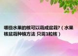 哪些水果的核可以栽成盆栽?（水果核盆栽種植方法 只需1粒核）