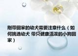 剛帶回家的幼犬需要注意什么（如何挑選幼犬 帶只健康活潑的小狗回家）