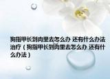 狗指甲長到肉里去怎么辦 還有什么辦法治療（狗指甲長到肉里去怎么辦 還有什么辦法）