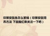 印第安鼠魚怎么繁殖（印第安鼠飼養(yǎng)方法 下面我們來關注一下吧）