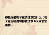 移植后的梔子花要注意些什么（梔子花假植成功移栽注意 6大點非常重要）