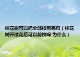 桂花樹可以把全部枝剪完嗎（桂花樹開過花后可以剪枝嗎 為什么）