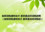 如何訓練德牧幼犬 原來是這樣訓練的呢（如何訓練德牧幼犬 原來是這樣訓練的）