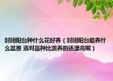 封閉陽臺種什么花好養(yǎng)（封閉陽臺能養(yǎng)什么盆景 選對品種比露養(yǎng)的還漂亮呢）