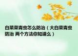 白菜菜青蟲怎么防治（大白菜青蟲防治 兩個(gè)方法你知道么）