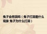 兔子會挖洞嗎（兔子打洞是什么現(xiàn)象 兔子為什么打洞）