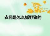農(nóng)民是怎么抓野豬的