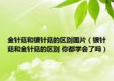 金針菇和銀針菇的區(qū)別圖片（銀針菇和金針菇的區(qū)別 你都學(xué)會了嗎）