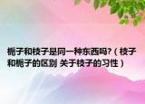 梔子和枝子是同一種東西嗎?（枝子和梔子的區(qū)別 關(guān)于枝子的習(xí)性）