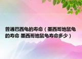 普通巴西龜?shù)膲勖鞲绲厥簖數(shù)膲勖?墨西哥地鼠龜壽命多少）