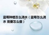 藍莓種植怎么澆水（藍莓怎么澆水 需要怎么做）