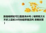 新栽榆樹(shù)樁可以直接澆水嗎（榆樹(shù)根太長(zhǎng)不好上盆樁10月份能移栽活嗎 請(qǐng)看回答）