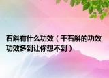 石斛有什么功效（千石斛的功效 功效多到讓你想不到）