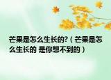 芒果是怎么生長的?（芒果是怎么生長的 是你想不到的）