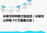 冰草怎樣種植才能成活（冰草怎么種植 4個(gè)方面要注意）