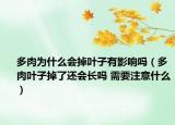多肉為什么會(huì)掉葉子有影響嗎（多肉葉子掉了還會(huì)長(zhǎng)嗎 需要注意什么）