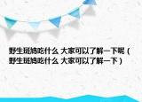 野生斑鳩吃什么 大家可以了解一下呢（野生斑鳩吃什么 大家可以了解一下）