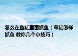 怎么在魚(yú)缸里面抓魚(yú)（草缸怎樣抓魚(yú) 教你幾個(gè)小技巧）