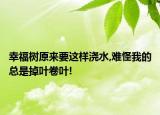 幸福樹原來要這樣澆水,難怪我的總是掉葉卷葉!
