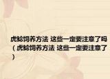 虎鯰飼養(yǎng)方法 這些一定要注意了嗎（虎鯰飼養(yǎng)方法 這些一定要注意了）