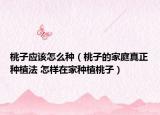 桃子應(yīng)該怎么種（桃子的家庭真正種植法 怎樣在家種植桃子）