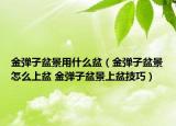 金彈子盆景用什么盆（金彈子盆景怎么上盆 金彈子盆景上盆技巧）