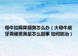 母牛拉稀屎很臭怎么辦（大母牛磨牙糞便黑臭是怎么回事 如何防治）