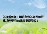 怎樣孵魚卵（網(wǎng)購(gòu)魚卵怎么養(yǎng)殖孵化 魚卵孵化的注意事項(xiàng)須知）