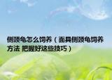 側(cè)頸龜怎么飼養(yǎng)（面具側(cè)頸龜飼養(yǎng)方法 把握好這些技巧）