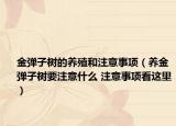 金彈子樹(shù)的養(yǎng)殖和注意事項(xiàng)（養(yǎng)金彈子樹(shù)要注意什么 注意事項(xiàng)看這里）