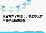 真后悔養(yǎng)了泰迪（小泰迪怎么養(yǎng) 不看你會(huì)后悔終生!）