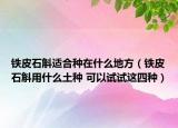 鐵皮石斛適合種在什么地方（鐵皮石斛用什么土種 可以試試這四種）