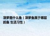 菠蘿是什么魚（菠蘿魚屬于哪層的魚 生活習(xí)性）