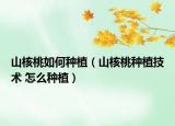 山核桃如何種植（山核桃種植技術(shù) 怎么種植）