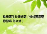 鐵線蓮生長(zhǎng)期修剪（鐵線蓮需要修剪嗎 怎么修）