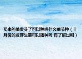買來的姜發(fā)芽了可以種嗎什么季節(jié)種（十月份的發(fā)芽生姜可以播種嗎 有了解過嗎）