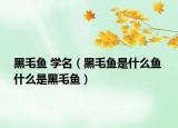 黑毛魚(yú) 學(xué)名（黑毛魚(yú)是什么魚(yú) 什么是黑毛魚(yú)）