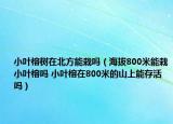 小葉榕樹在北方能栽嗎（海拔800米能栽小葉榕嗎 小葉榕在800米的山上能存活嗎）