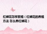 紅蟬花怎樣繁殖（紅蟬花的養(yǎng)殖方法 怎么養(yǎng)紅蟬花）