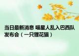 當(dāng)日最新消息 喵星人亂入巴西隊發(fā)布會（一只貍花貓）