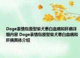 Doge表情包原型柴犬患白血病和肝病詳細(xì)內(nèi)容 Doge表情包原型柴犬患白血病和肝病具體介紹