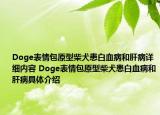 Doge表情包原型柴犬患白血病和肝病詳細(xì)內(nèi)容 Doge表情包原型柴犬患白血病和肝病具體介紹