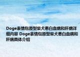 Doge表情包原型柴犬患白血病和肝病詳細(xì)內(nèi)容 Doge表情包原型柴犬患白血病和肝病具體介紹