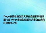 Doge表情包原型柴犬患白血病和肝病詳細(xì)內(nèi)容 Doge表情包原型柴犬患白血病和肝病具體介紹