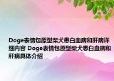Doge表情包原型柴犬患白血病和肝病詳細(xì)內(nèi)容 Doge表情包原型柴犬患白血病和肝病具體介紹