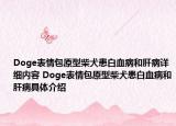 Doge表情包原型柴犬患白血病和肝病詳細(xì)內(nèi)容 Doge表情包原型柴犬患白血病和肝病具體介紹
